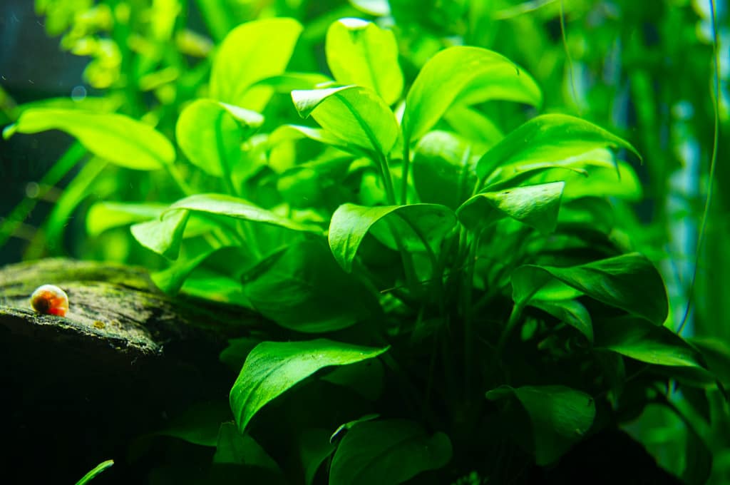 aquarium inrichten met planten