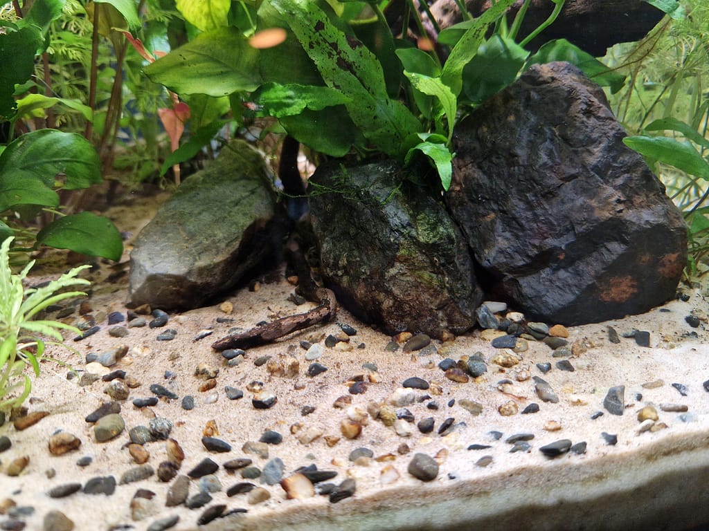 aquarium met een lichte zandbodem, garnalen graven erin
