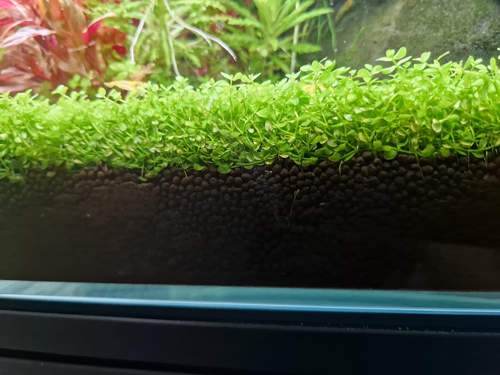 voorgrond planten op een aquasoil bodem