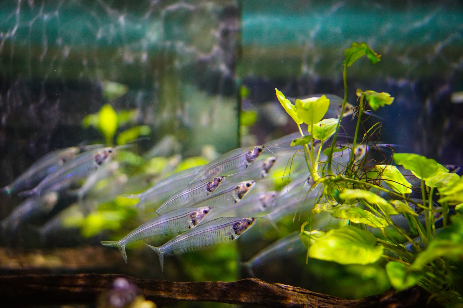 Aquarium inrichten